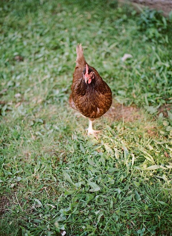 Bunn Salarzon - red chicken walking on grass